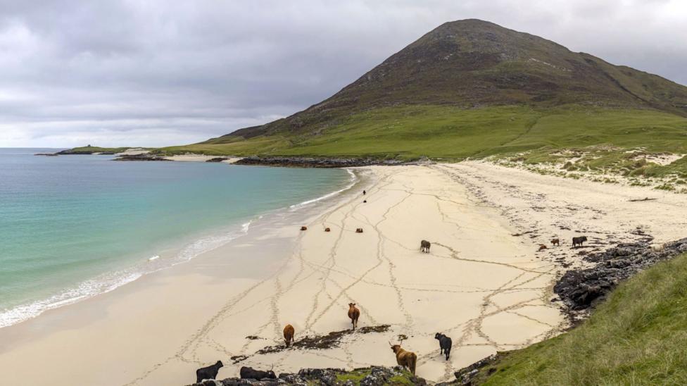 A sweeping white-sand beach curves beneath a rugged green hillside, with turquoise waters gently meeting the shore under a dramatic overcast sky. Scattered cattle leave criss-crossing tracks across the sand, adding a sense of scale and life to the remote coastal landscape.