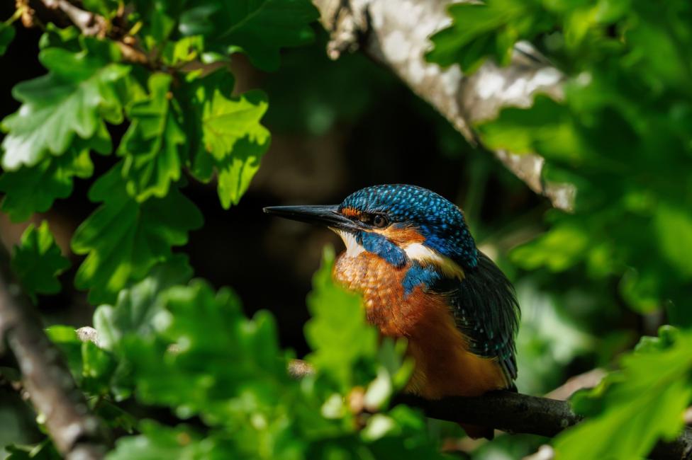 A vibrant kingfisher with striking blue and orange plumage perches quietly among dense green leaves and branches. Sunlight highlights the bird’s detailed feathers while the softly blurred background draws attention to its sharp beak and watchful eye.