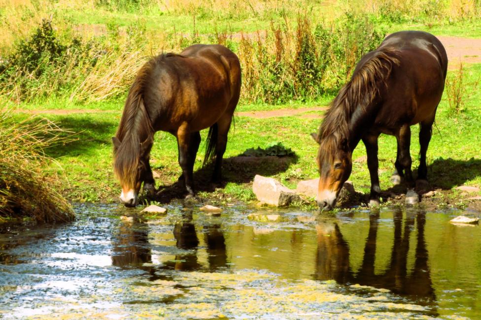 Two brown horses stand at the edge of a shallow pond, lowering their heads to drink from the water. Their reflections shimmer on the surface, surrounded by bright green grass, reeds, and sunlit countryside.