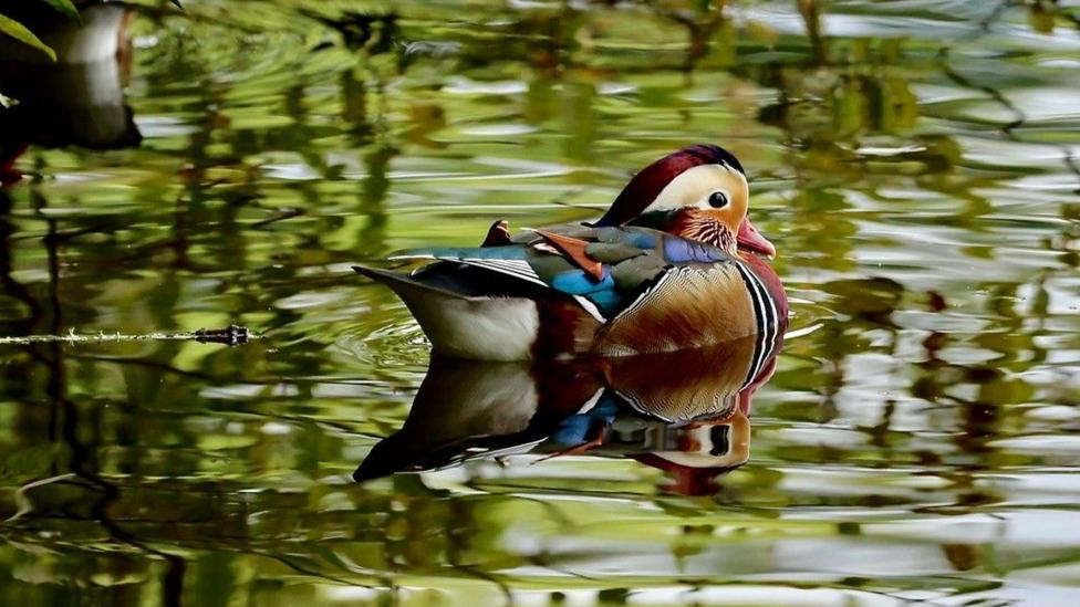 A beautifully coloured Mandarin duck glides across still water, its intricate plumage reflected almost perfectly on the rippling surface. The soft green reflections in the pond create a serene backdrop that highlights the bird’s striking patterns and vivid hues.