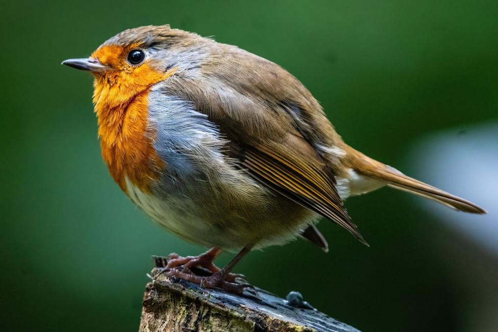 A European robin perches on a weathered tree stump, its vivid orange-red breast and finely detailed feathers standing out against a softly blurred green background. The close-up composition and sharp focus capture the bird’s delicate features, creating an intimate and striking wildlife portrait.