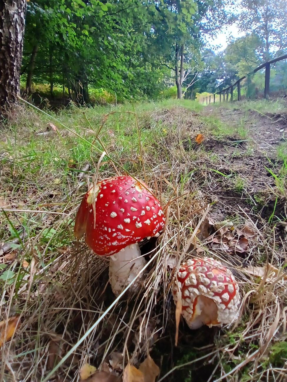 Two striking fly agaric mushrooms, with bright red caps speckled with white, emerge from the grass along a woodland path. The low-angle perspective draws the eye through the forest scene, contrasting the vivid fungi against the soft greens and browns of the surrounding landscape.