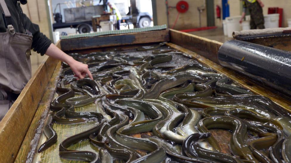 Lots of eels are on a counter. A hand is touching one. The person is mostly out of shot but is wearing overalls. 