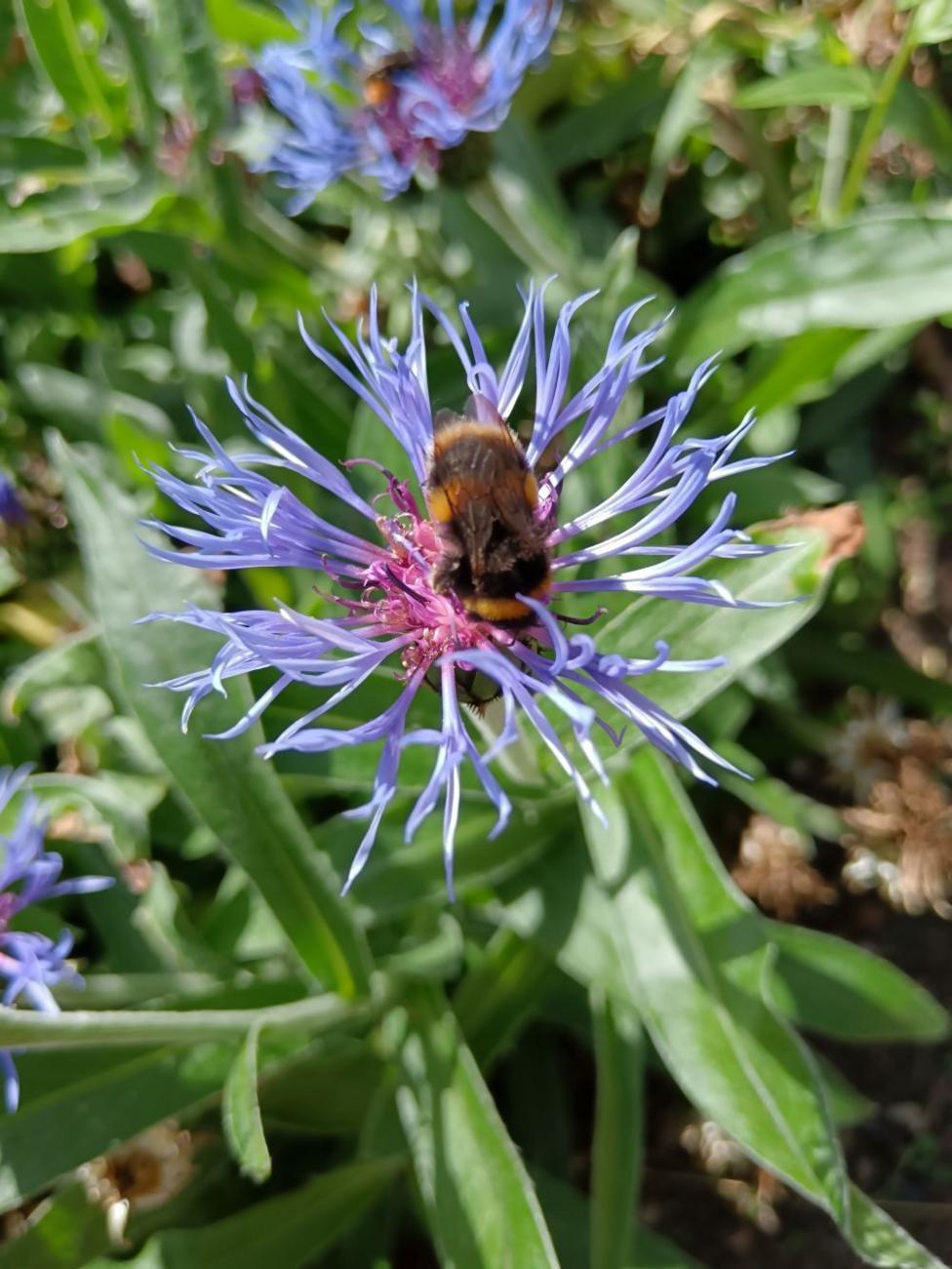 Bumblebee collecting nectar from a purple cornflower in a garden, surrounded by green leaves.