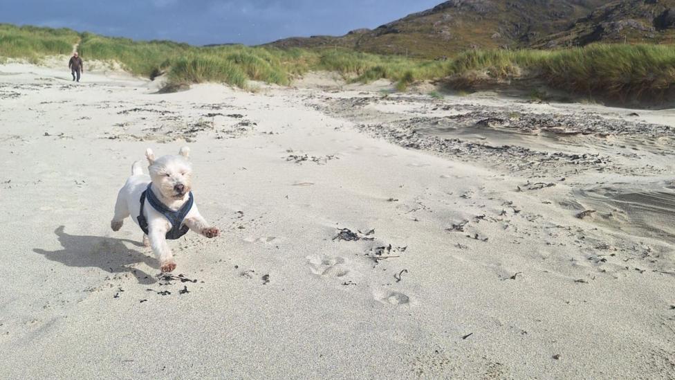 Small white dog running across a sandy beach with dunes and dark clouds in the background.
