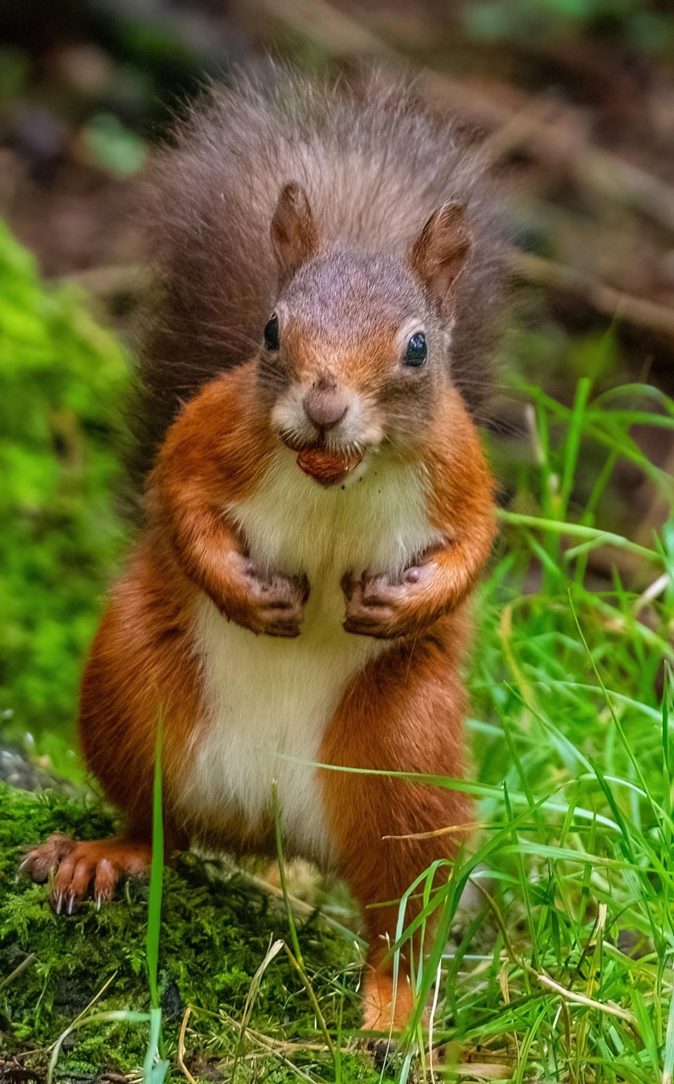 Red squirrel standing on mossy ground, holding a nut between its paws.