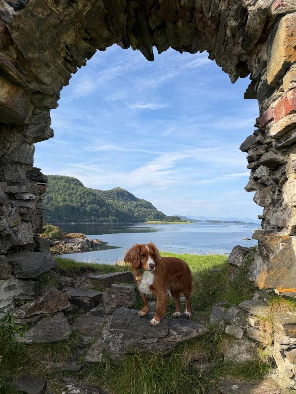Brown-and-white dog standing in a stone archway overlooking a calm loch and wooded hills.