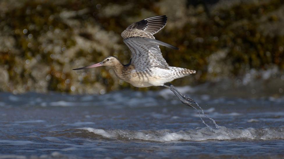 Wading bird taking flight above shallow coastal water, with droplets trailing from its legs.