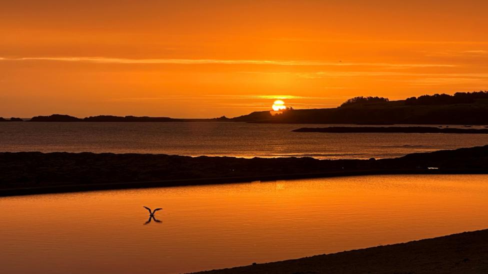 Golden sunset over a calm coastal landscape, with a bird reflected in still water in the foreground.