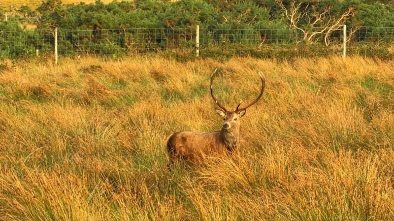A red deer stag stands in golden grassland with rugged hills in the background.