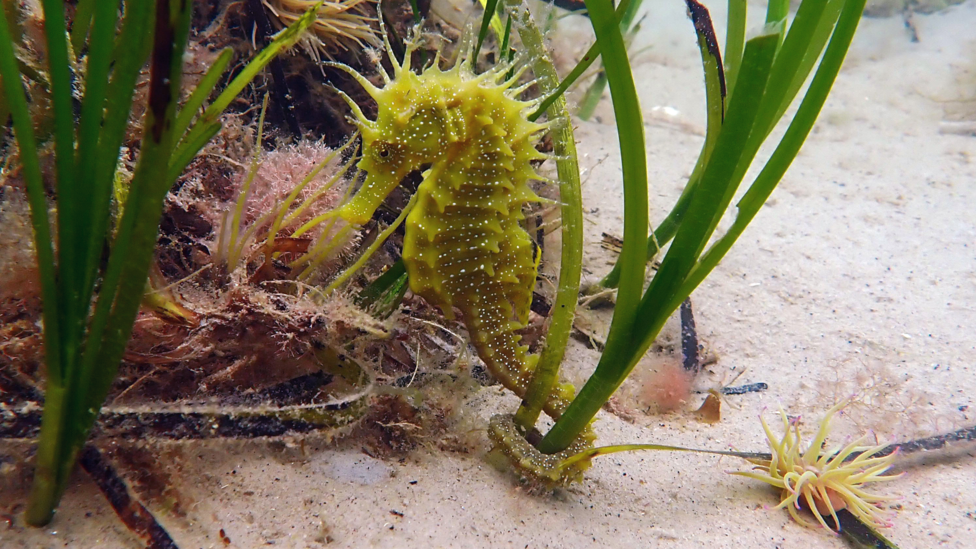 A pale green spiny seahorse clinging on to seagrass with its tail