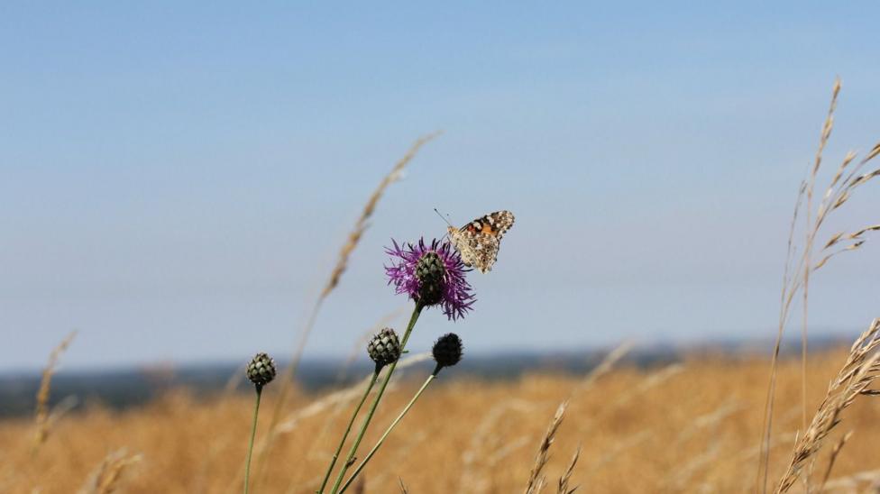 A Painted Lady butterfly species perched on a plant in a dry field.