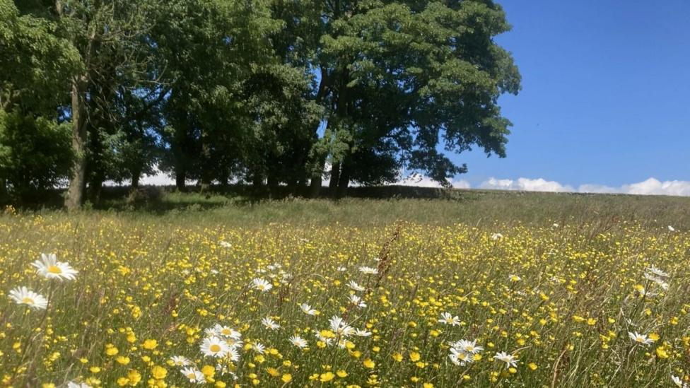 A hay meadow with daisies and yellow flowers in bloom at Mazonwath in Cumbria. The open area has tall grass and there are trees in the background. The sky is blue with some white fluffy clouds.