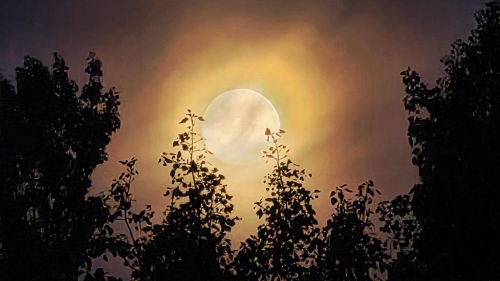 A huge white Moon sits in an vibrant orange sky with the tops of trees silhouetted against it