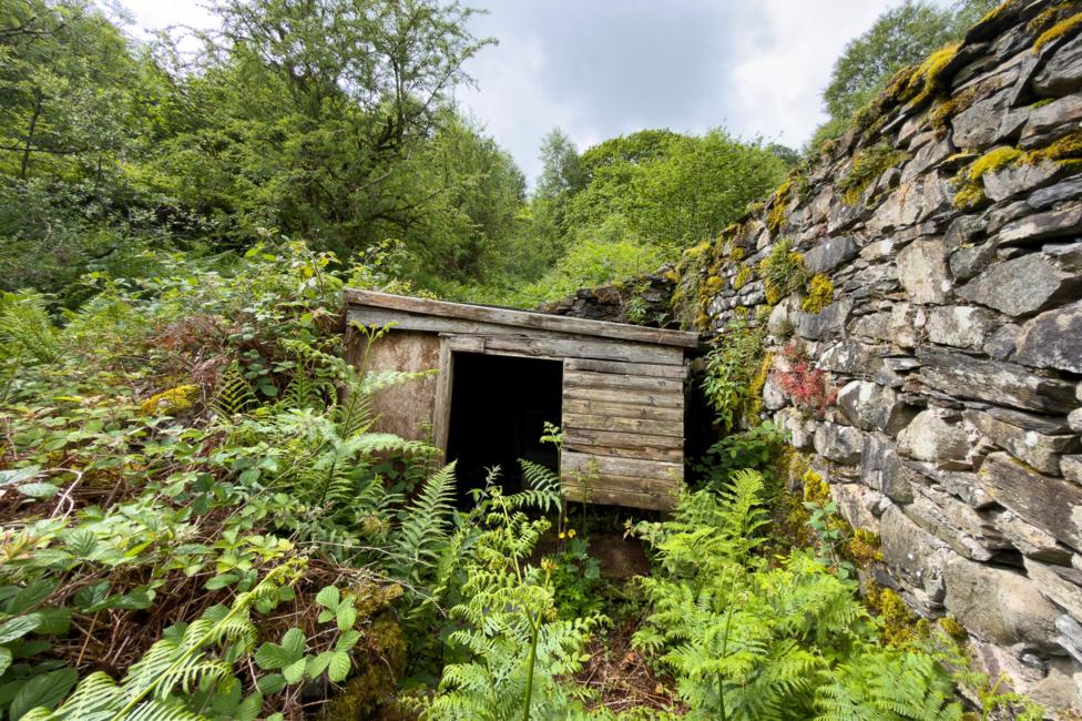 A weathered wooden shed stands beside the moss-covered stone wall. Ferns, brambles and trees densely surround both.