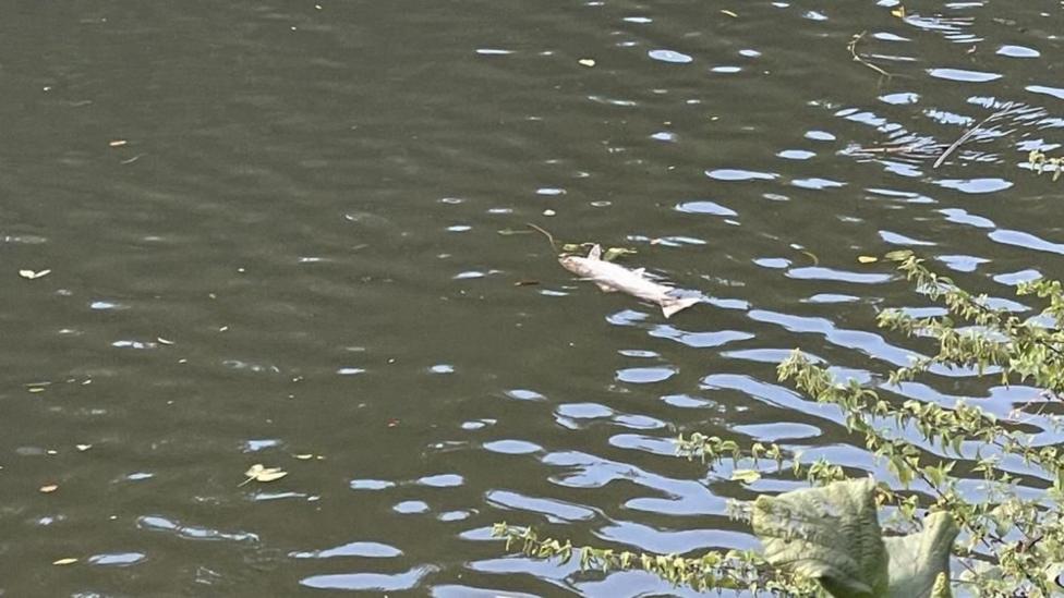 A dead fish floating upside down in the River Avon
