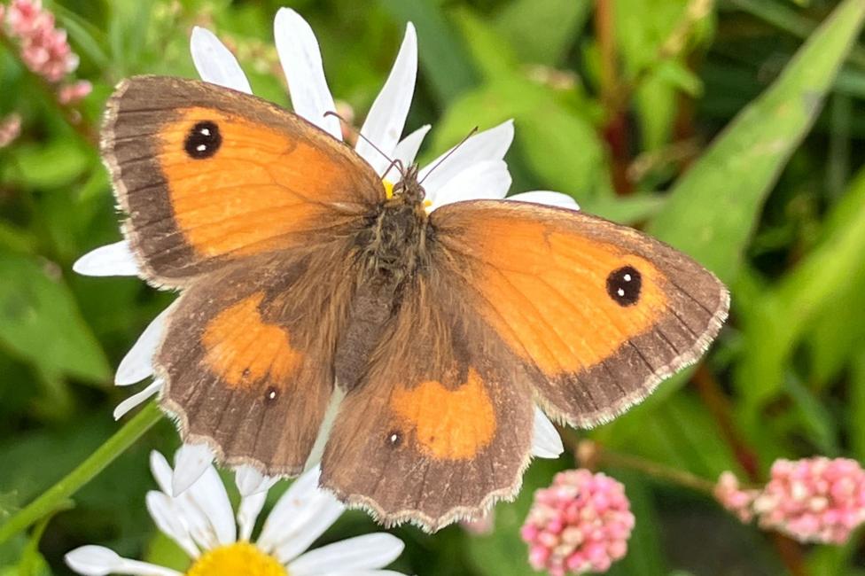 A close-up photograph of an orange-and-brown gatekeeper butterfly resting on a white daisy-like flower. The butterfly's wings are spread open, revealing distinctive dark edges and circular eye spots. The background is softly blurred, showing green leaves and small pink flowers that draw attention to the insect and flower in the foreground.