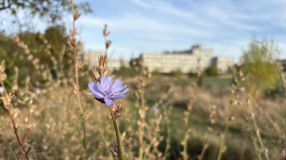 A close-up photograph of a pale purple wildflower standing among tall meadow grasses. The flower is in sharp focus in the centre of the image, while the background is blurred, showing an open grassy area with a large building in the distance under a blue sky with thin clouds. The shallow depth of field highlights the delicate petals and dried seed heads surrounding the flower.