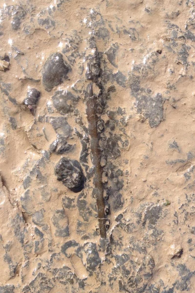 Stone and mud and in the middle is a long bit of material that looks different to the rest of the rock, it looks like a jaw with teeth. 