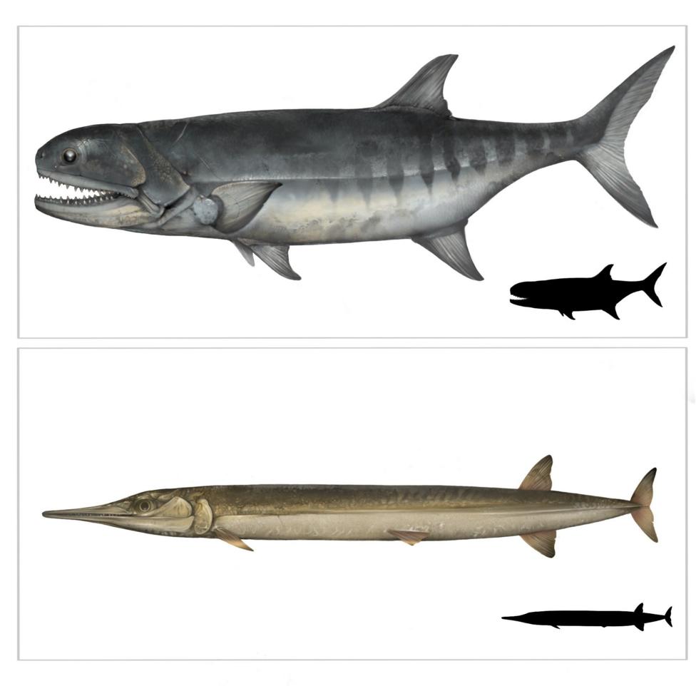 Two side-on illustrations compare two types of fish, with a large, deep-bodied fish with prominent teeth shown above a much longer, slender fish with an elongated pointed snout. Small black silhouettes beside each illustration show the animals’ overall body shapes.