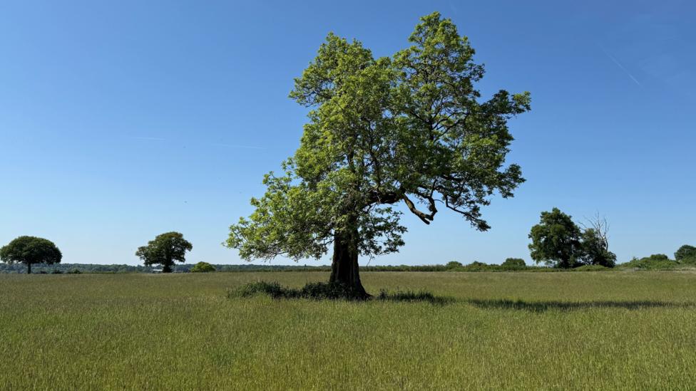 A number of trees in a field, showing one large one at the front.