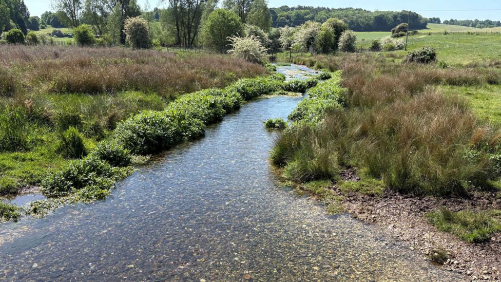 A river, in the middle of a field, with grass either side, stones in it, bushes, reeds and trees in the distance.