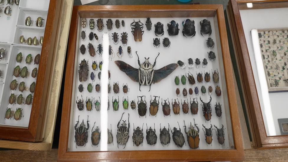 A wooden specimen display box containing pinned beetles arranged neatly on a white background. Prominently featured in the centre is a large beetle with black-and-white striped markings and outstretched dark wings. Surrounding it are dozens of smaller beetle species of various shapes, sizes, and iridescent or metallic colours.