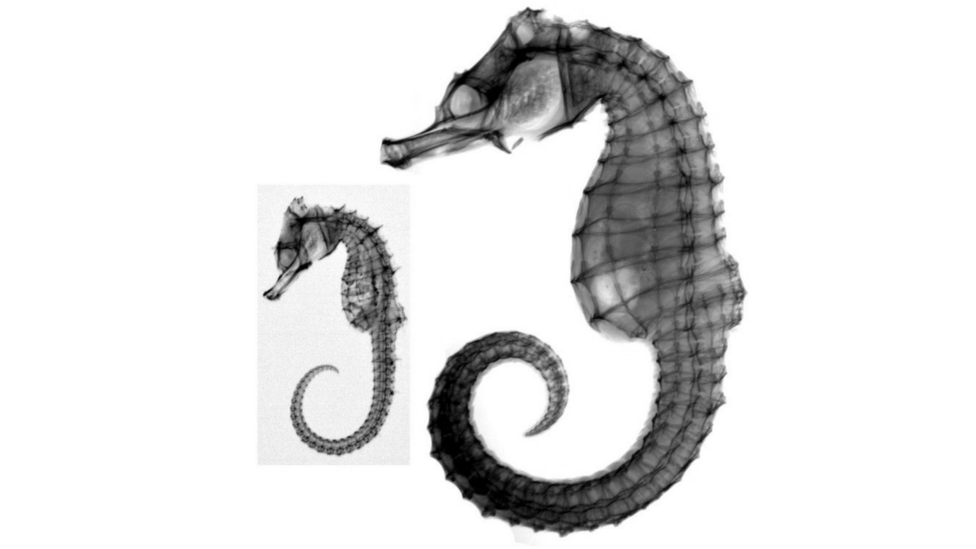 A black-and-white X-ray showing the internal skeletal structure of two seahorses against a plain white background. A larger seahorse dominates the right side with its tail curled downward, while a smaller inset image on the left displays a second seahorse in a similar orientation.
