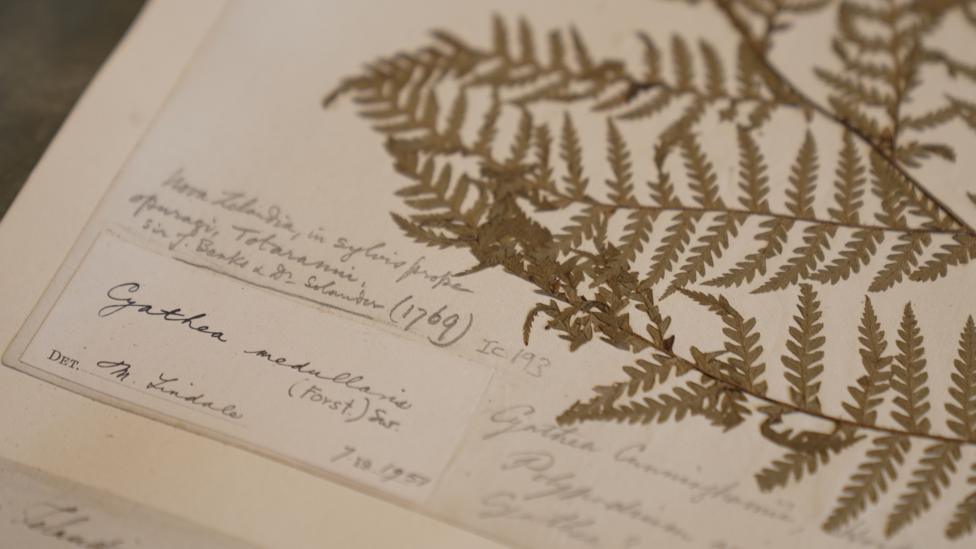 A close-up shows an aged herbarium sheet: a pressed plant specimen fixed to cream-coloured paper. On the right, delicate brown fern fronds spread across the page, their narrow leaflets arranged in neat, feather-like rows along branching stems. The plant is dry and flattened, but its fine structure remains clear. On the left and beneath the specimen are several old labels, filled with faded handwritten notes in black ink. Some writing appears to record the plant’s name, its location and the date it was collected, including “1769”. The paper is yellowed and slightly stained with age, giving the image a quiet archival atmosphere.