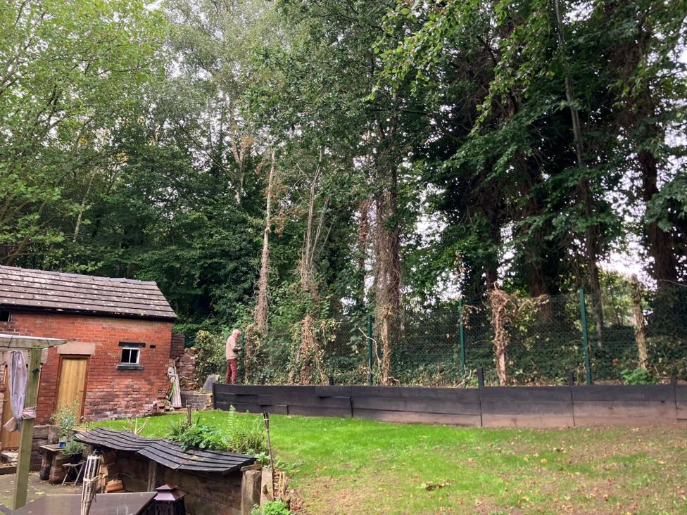 The picture shows a resident's back garden with tall trees towering over the garden. A man in the image attending to ivy on the fence looks very small in the image, compared to the height of the trees.