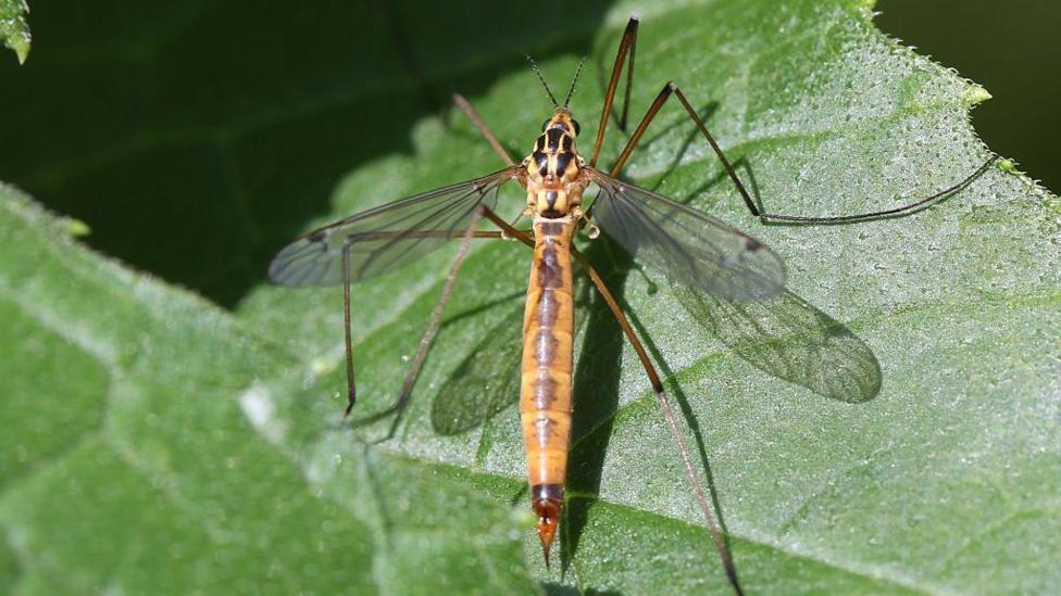 A crane fly rests on a leaf. It has a yellow body, translucent wings and long legs. 