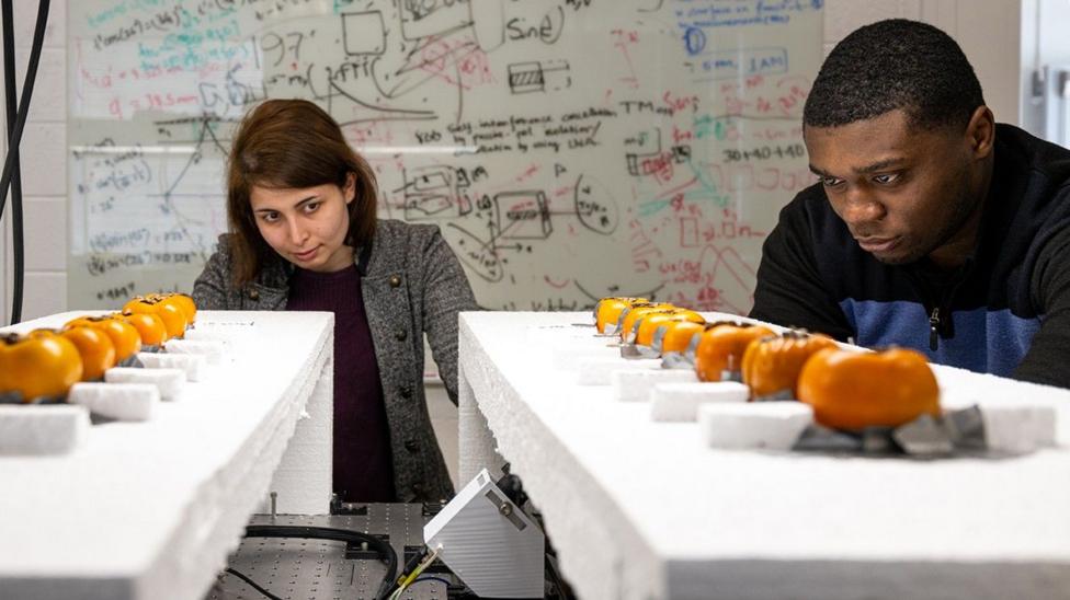Yasaman Ghasempour (left) and graduate student Atsutse Kludze inspect two rows of tomatoes 