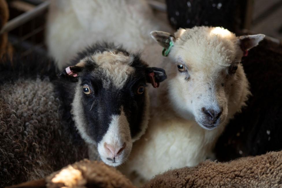 Two sheep look up into the camera. One has a white face and the other has black markings around its eyes.
