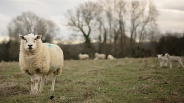 A sheep with a blue paint marking on its back looking towards the camera and standing in a field with two lambs and other sheep, a well as trees, in the background.