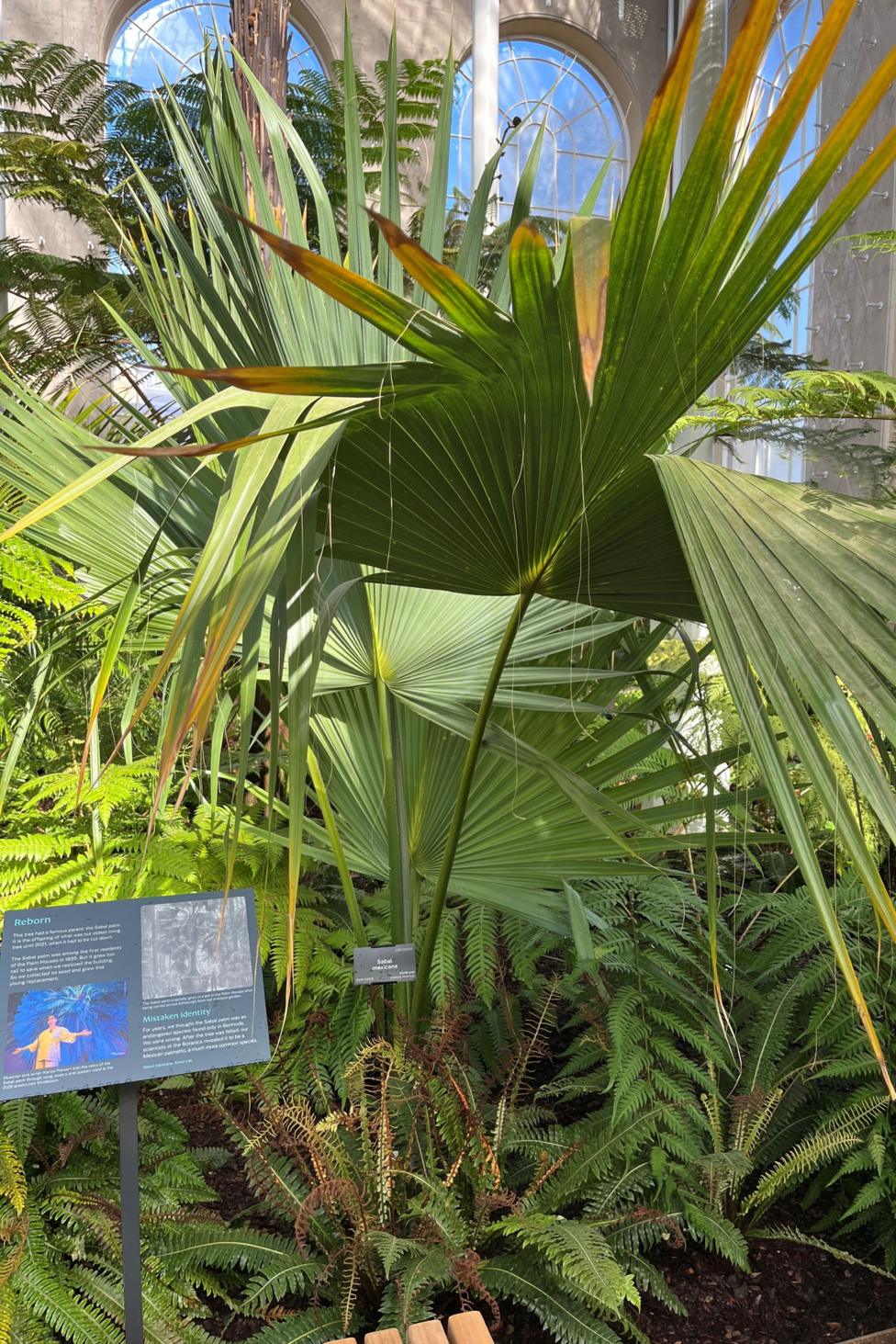 A close-up of the Sabal palm plant fills the frame, and an information board with the name of the tree sits to the left.