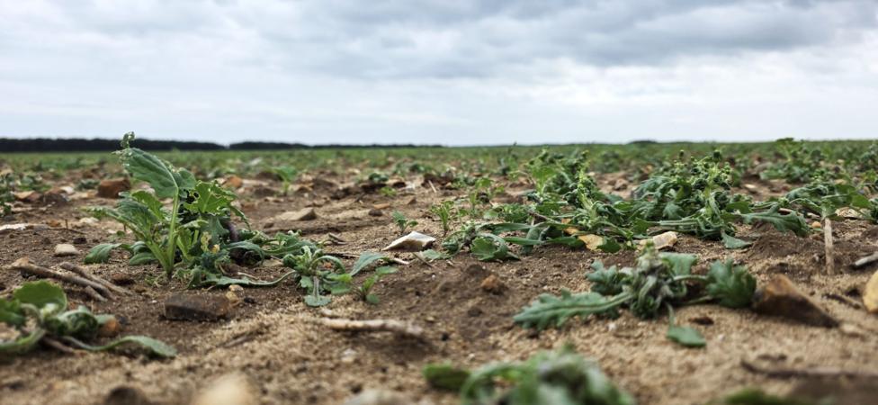 A low-angle view across a sparse field shows damaged young plants scattered among dry, sandy soil and stones beneath heavy grey clouds. The shallow focus emphasises struggling vegetation, with the flat agricultural landscape stretching to the horizon.