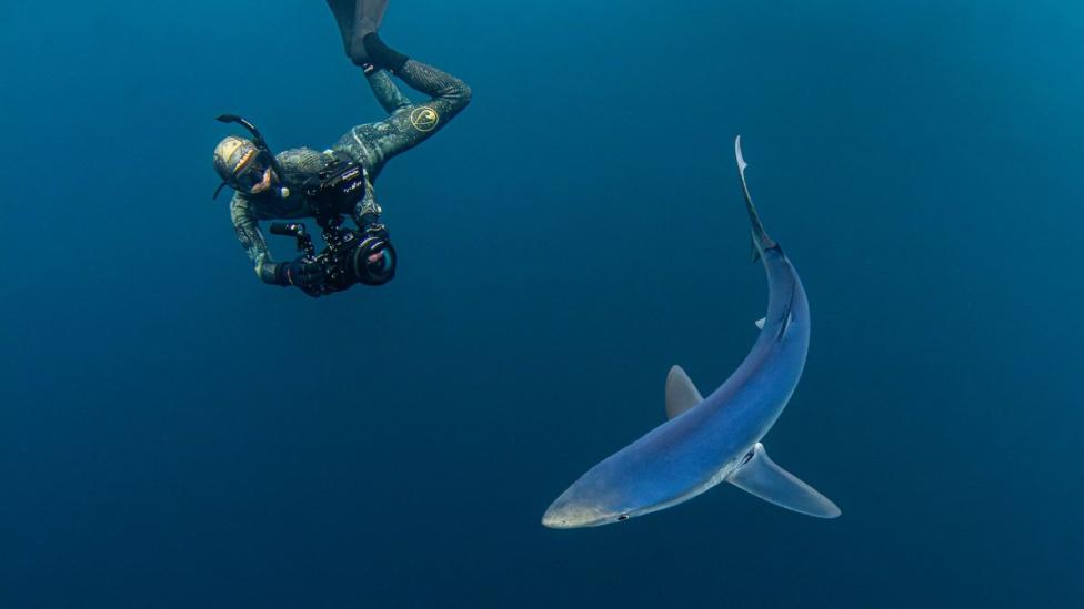 A man under water in a full snorkel mask and wetsuit, holding out an underwater camera. In front of him is a bright blue shark