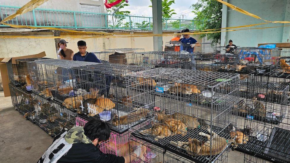 Dozens of cats in cages, mostly ginger