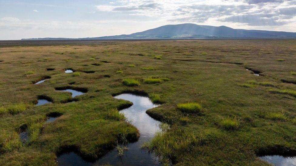 A view of a saltmarsh in the south Scotland with long grasses and water