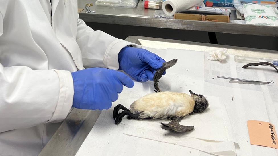 A dead juvenile Guillemot, which has black and white feathers lies on a table at the Dove Marine Laboratory in Cullercoats. It is being prepared for a necropsy by a man in a white lab coat with bright blue plastic gloves. 