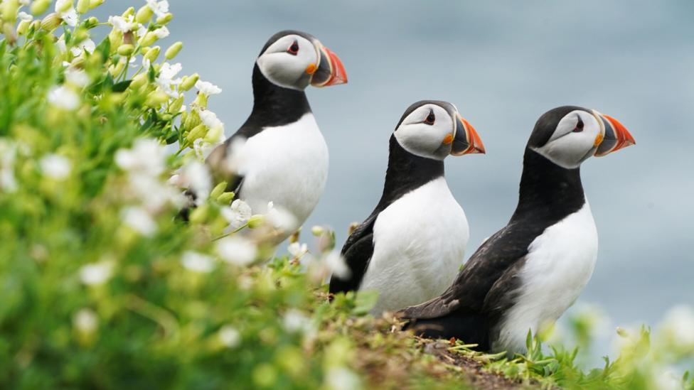 Three black and white puffins stood on the coastline all looking to the right.