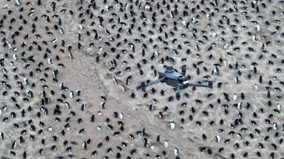 A drone, in the foreground, flies above a brown, rocky surface which is peppered with dozens of black and white penguins.