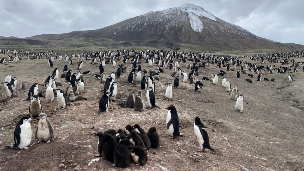 Groups of penguins sit and stand - some in clusters, which appear to be groups of younger chicks - while a mountain looms behind them.