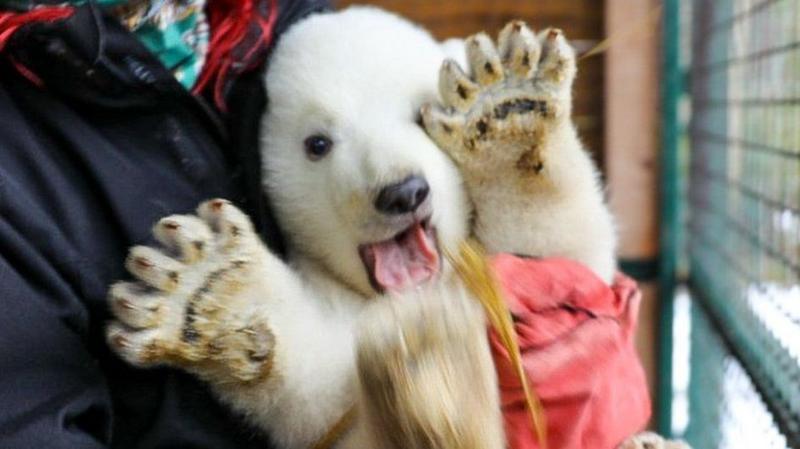 Brodie when he was cub and being given a health check in 2022. he has his mouth open and front paws up.