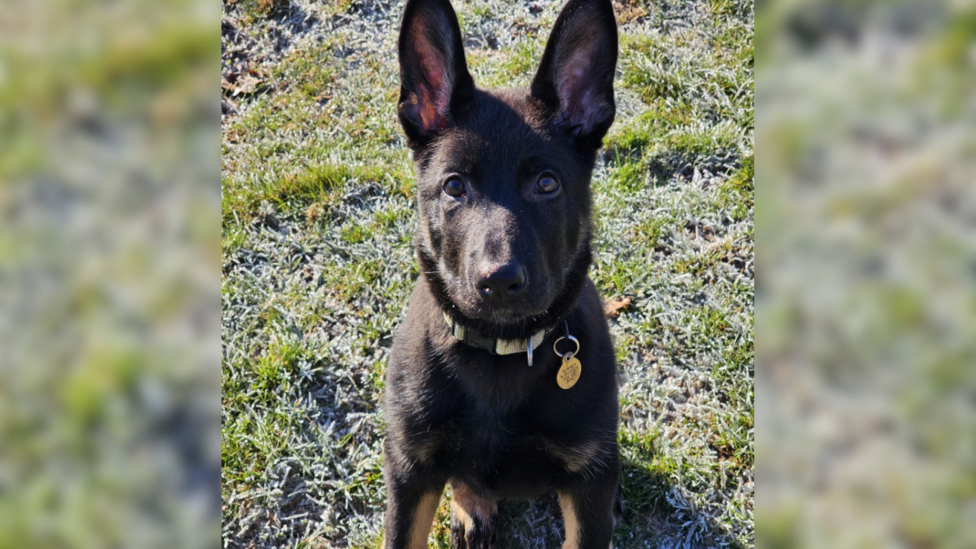 Frankie the German shepherd is attentively looking up at the camera for a picture. Taken as a puppy, his large ears stand to attention. He has round brown eyes and is wearing a collar with a Surrey and Sussex Police Dog tag. He is sitting down with his hind legs on a patch of grass.