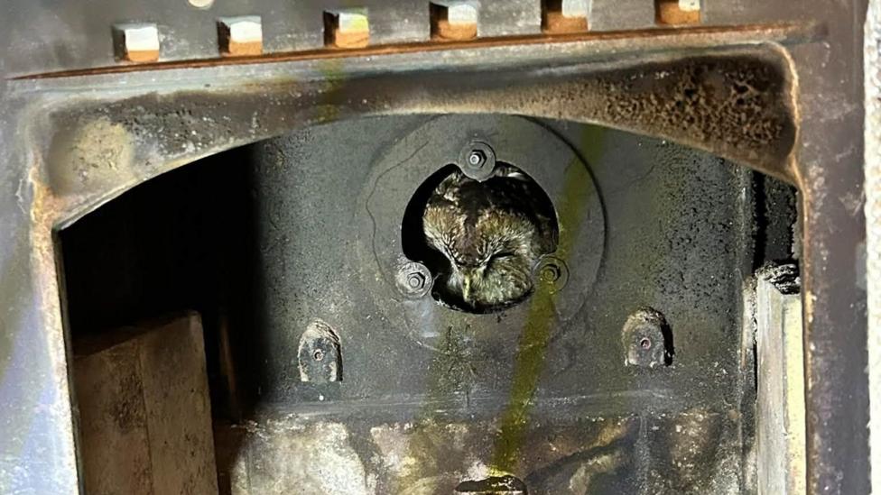 An owl is visible inside the flue opening at the back of a wood-burning stove, appearing trapped in the connecting pipe. The stove door is open, revealing a layer of ash and soot-covered internal components below. The owl's head and face can be seen peering through the circular pipe opening, while the dark metal interior of the stove fills the foreground.