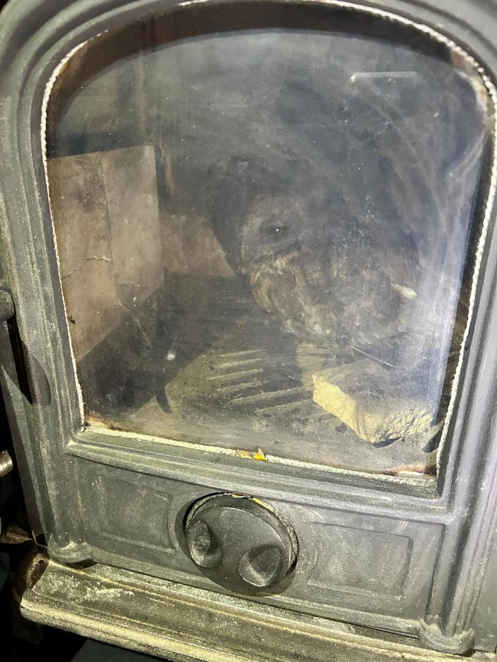 An owl sits inside a wood-burning stove, visible through the stove's soot-streaked glass door. The bird is perched among ash and debris on the stove floor, with pieces of wood nearby. The dark metal stove fills most of the frame, and the owl can be seen clearly inside the enclosed firebox after being removed from the flue.