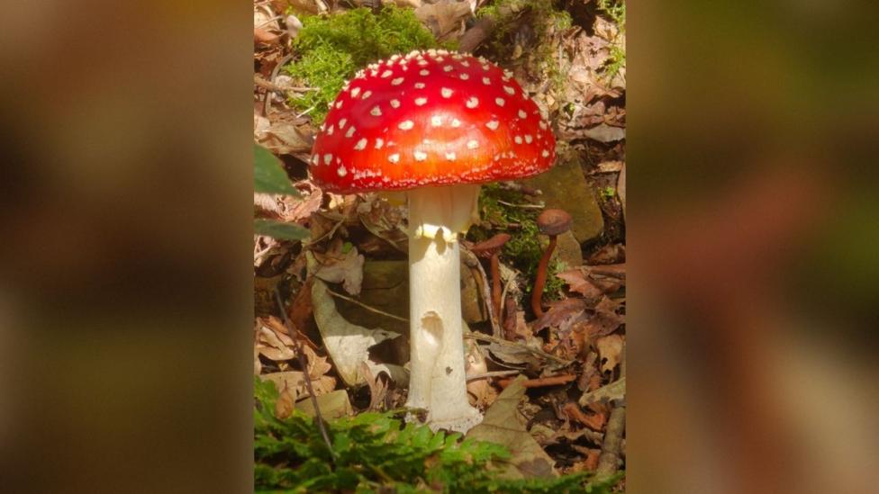 A fly agaric mushroom, Amanita muscaria, growing among fallen brown leaves and green moss. It has a vivid red rounded cap covered in small white patches and a tall, thick, pale stem.