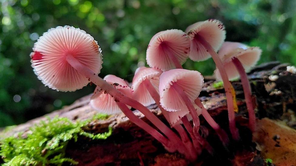 A cluster of small bleeding bonnet mushrooms, Mycena sanguinolenta, growing from mossy decaying wood at Rivington Terraced Gardens. They have slender pinkish stems and delicate pale pink caps, with their gills visible from underneath against a blurred green woodland background.