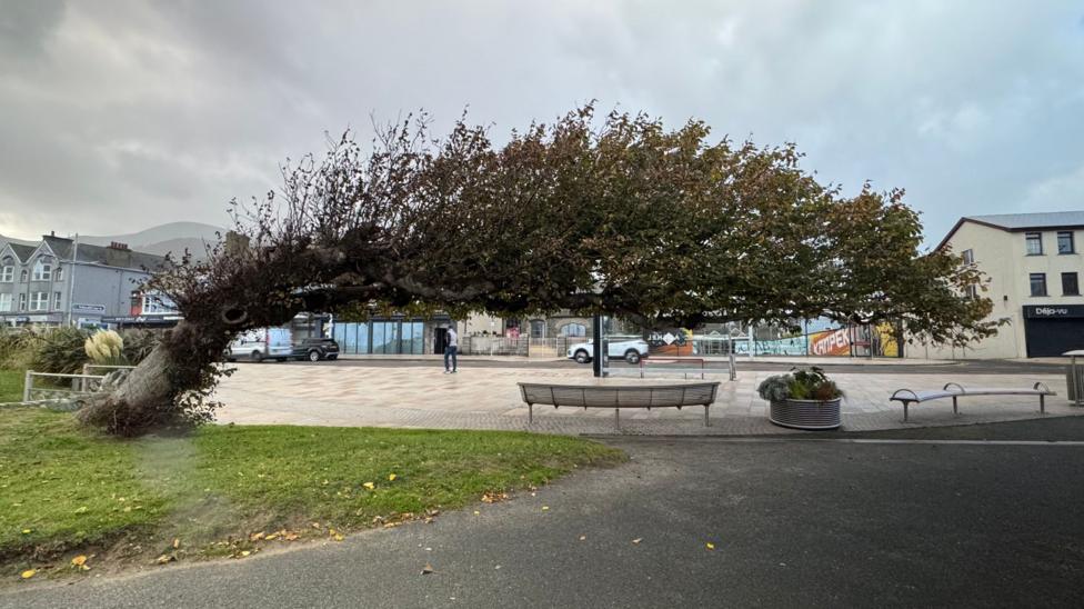 A tree bent over to the right. Benches are underneath it